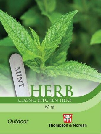 Herb Mint (Peppermint) - image 1