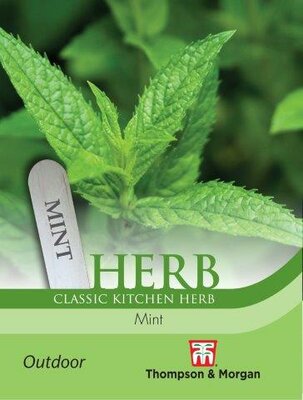 Herb Mint (Peppermint) - image 2