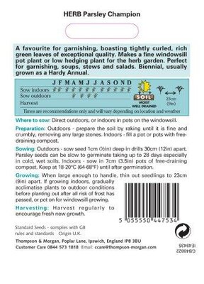 Herb Parsley Champion - image 2