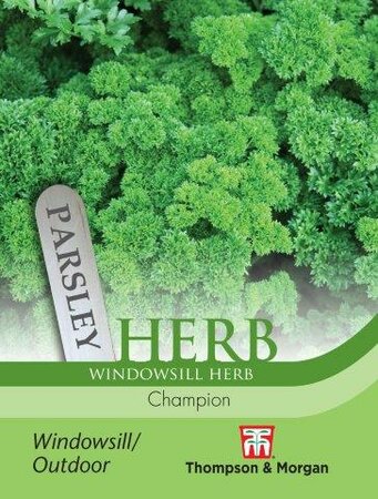 Herb Parsley Champion - image 1
