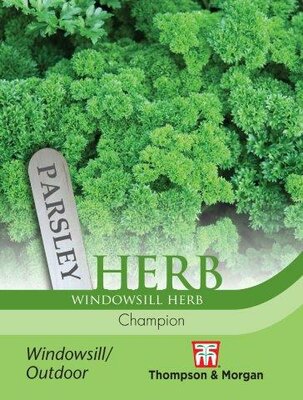 Herb Parsley Champion - image 2