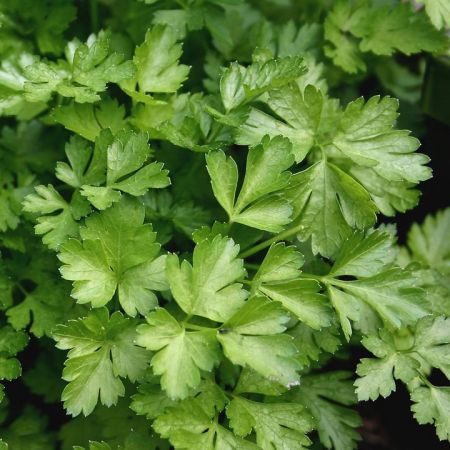 Herb Parsley Italian Plain Leaved