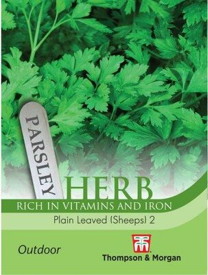 Herb Parsley Plain Leaved (Sheeps) 2 - image 1