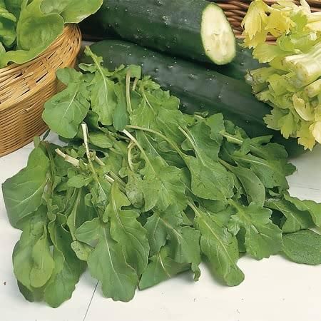 Herb Rocket