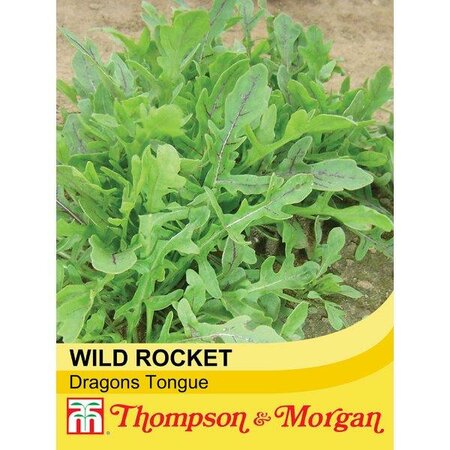 Herb Rocket 'Dragon's Tongue' - Image courtesy of Thompson & Morgan