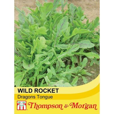 Herb Rocket 'Dragon's Tongue' - Image courtesy of Thompson & Morgan