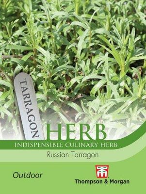 Herb Russian Tarragon - image 2