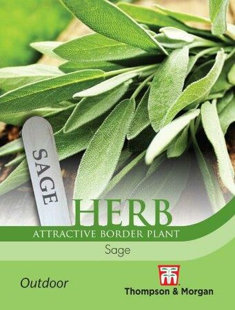 Herb Sage - image 1