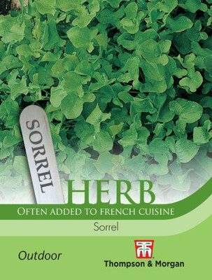 Herb Sorrel - image 1