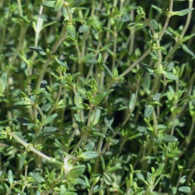 Herb Thyme