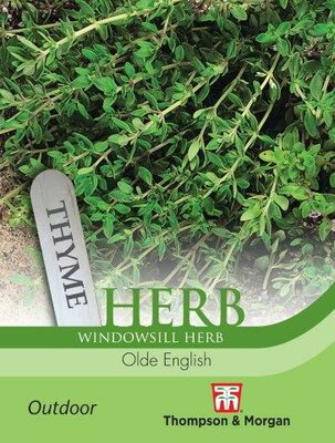 Herb Thyme Olde English - image 1