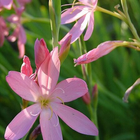 Hesperantha coccinea 'Pink' - Original photo by NaJina McEnany (CC BY-SA 2.5) cropped here.