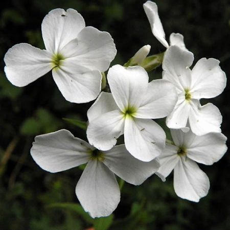 Hesperis matronalis White - Photo by AnemoneProjectors (Cc BY-SA 2.0)