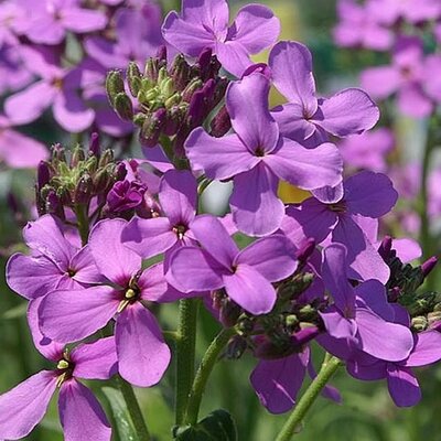 Hesperis “Violet” - Photo by David J. Stang (CC BY-SA 4.0)