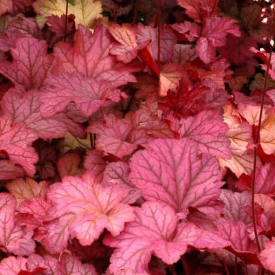 Heuchera Berry Smoothie - Photo by Acabashi (CC BY-SA 4.0)