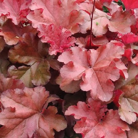 Heuchera 'Boysenberry' (2L pot)