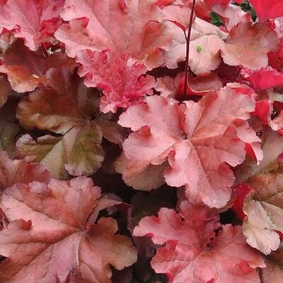Heuchera 'Boysenberry'
