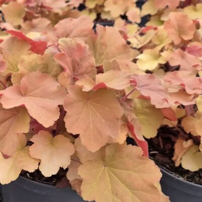  - Image courtesy of Tully Nurseries
