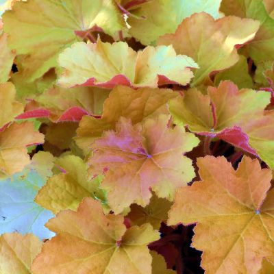 Heuchera 'Caramel' - Photo by Dominicus Johannes Bergsma (CC BY-SA 3.0)