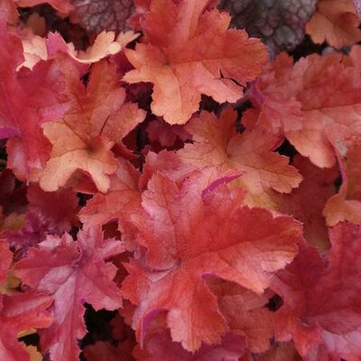 Heuchera 'Cherry Cola' - Image by Amanda Slater (CC BY-SA 2.0)