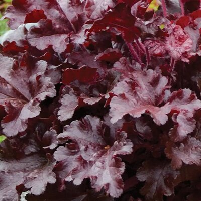 Heuchera 'Cherry Truffles' - Public Domain Image
