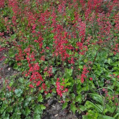 Heuchera 'Coral Forest' - Photo by Jerzy Opioła (CC BY-SA 4.0)