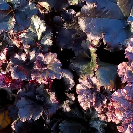Heuchera 'Dark Secret' - Public Domain Image