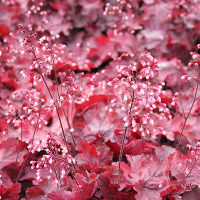 Heuchera 'Fire Chief' (2L pot)