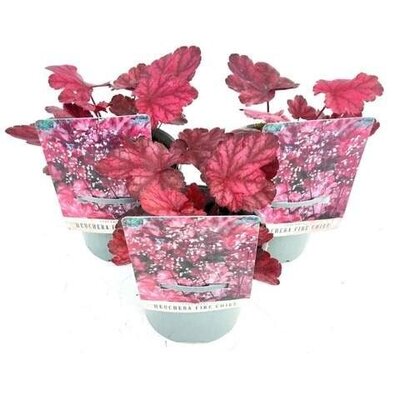 Heuchera 'Fire Chief' - Image courtesy of Ben Vista