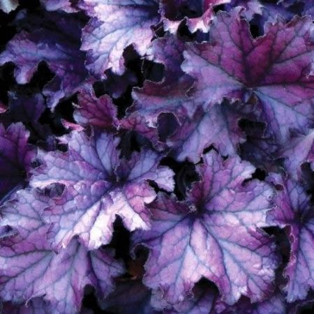 Heuchera "Forever Purple" - Photo by Leonora (Ellie) Enking (CC BY-SA 2.0)