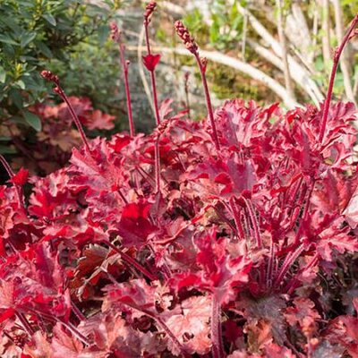 Heuchera 'Forever Red' (2L pot)