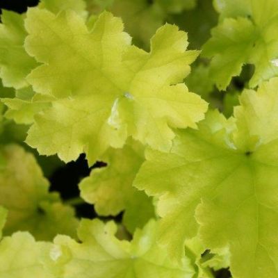 Heuchera "Lime Marmalade" - Photo by Photo by David J. Stang (CC BY-SA 4.0)