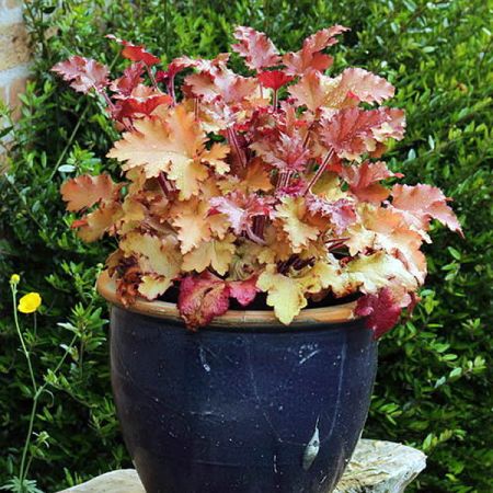 Heuchera 'Marmalade' (2L pot)