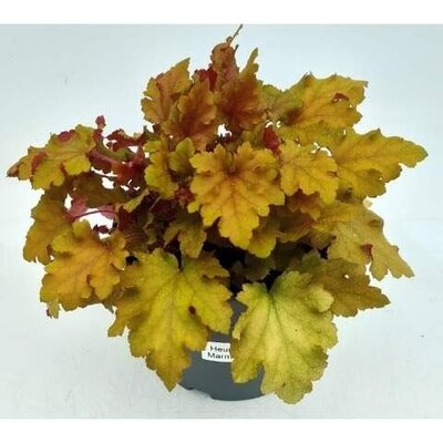 Heuchera 'Marmalade' (1L pot)