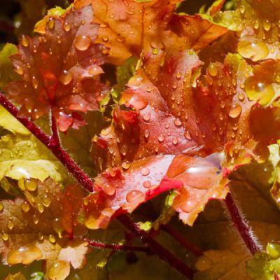 Heuchera 'Marmalade' (3L pot)