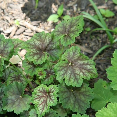 Heuchera 'Marvelous Marble' - Photo by David J. Stang (CC BY-SA 4.0)