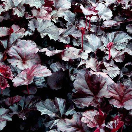 Heuchera "Obsidian" - Photo by Leonora (Ellie) Enking (CC BY-SA 2.0)