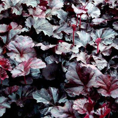 Heuchera "Obsidian" - Photo by Leonora (Ellie) Enking (CC BY-SA 2.0)