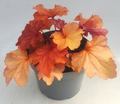Heuchera 'Paprika' -
