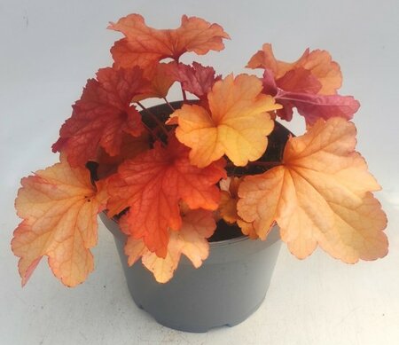 Heuchera 'Paprika' - 