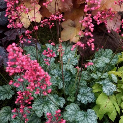 Heuchera "Paris" - Image by Hans Braxmeier from Pixabay
