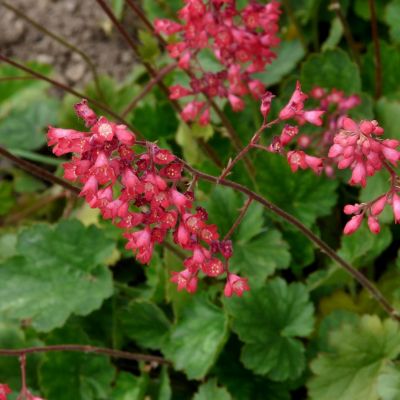 Heuchera 'Paris' (2L pot)