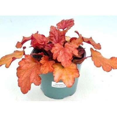Heuchera 'Peach Flambé' - Image courtesy of Ben Vista