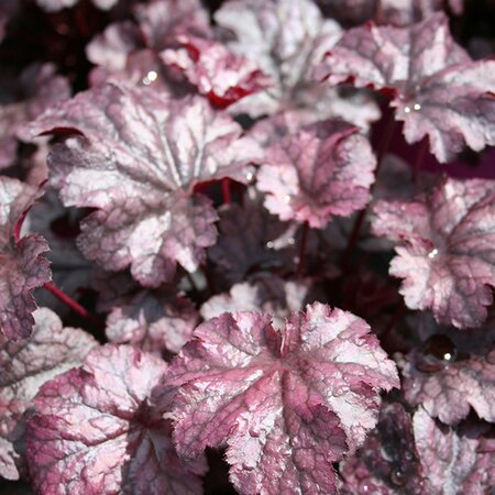 Heuchera 'Plum Pudding' ® - Image courtesy of Schram Plants