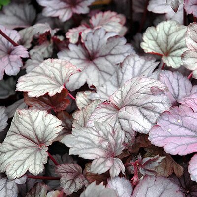 Heuchera 'Shanghai' ® - Public Domain Image under fair use