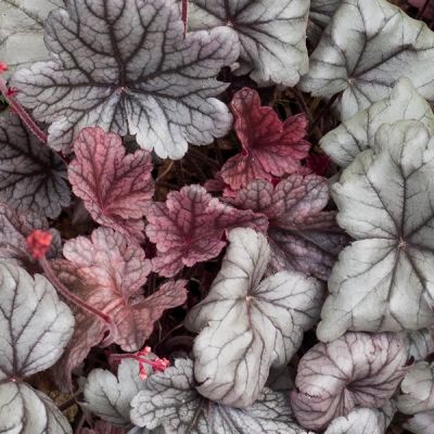 Heuchera “Silver Gumdrop” - Photo by F. D. Richards (CC BY-SA 2.0)