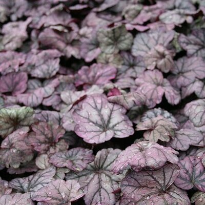 Heuchera 'Sugar Plum' (2L pot)