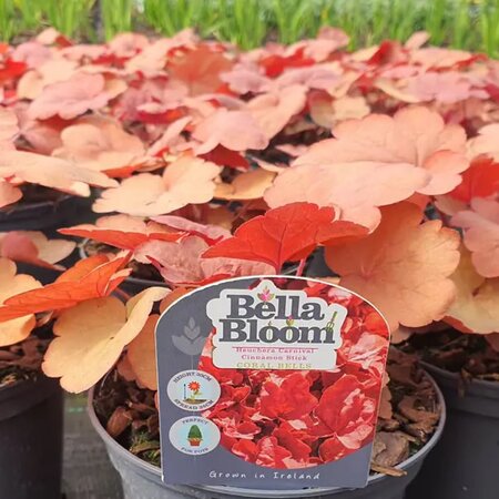 Heuchera villosa Carnival 'Cinnamon Stick' - Image courtesy of Tully Nurseries