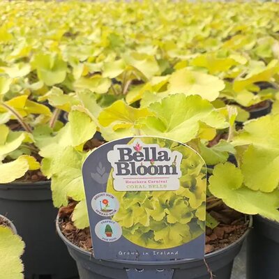 Heuchera 'Carnival Lime' - Image courtesy of Tully nurseries