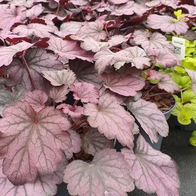 Heuchera villosa Carnival 'Rose Granita' - Image courtesy of Tully Nurseries